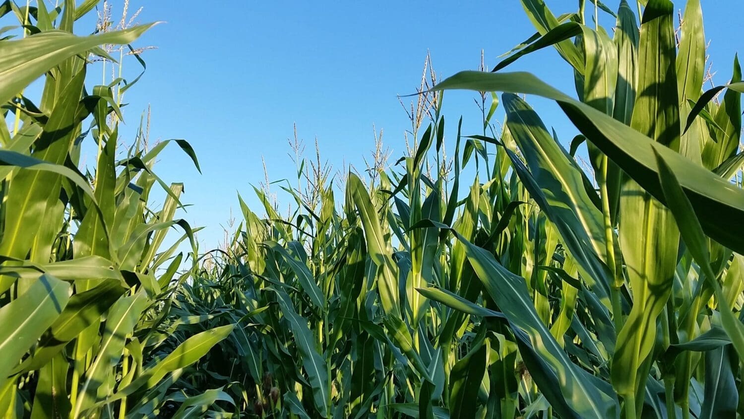 Secondary header image