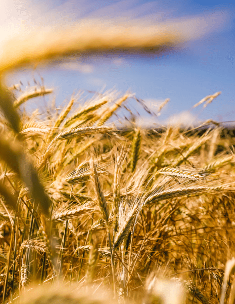 Blé dans un champs – Uniag Coopérative | Wheat in a field – Uniag Cooperative