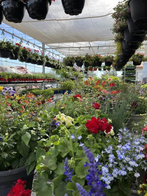 centre jardin Centre jardin du BMR Napierville
