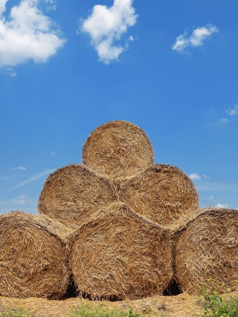 Bottes de foin sur le terrain – Uniag Coopérative | Hay bales in the field – Uniag Cooperative