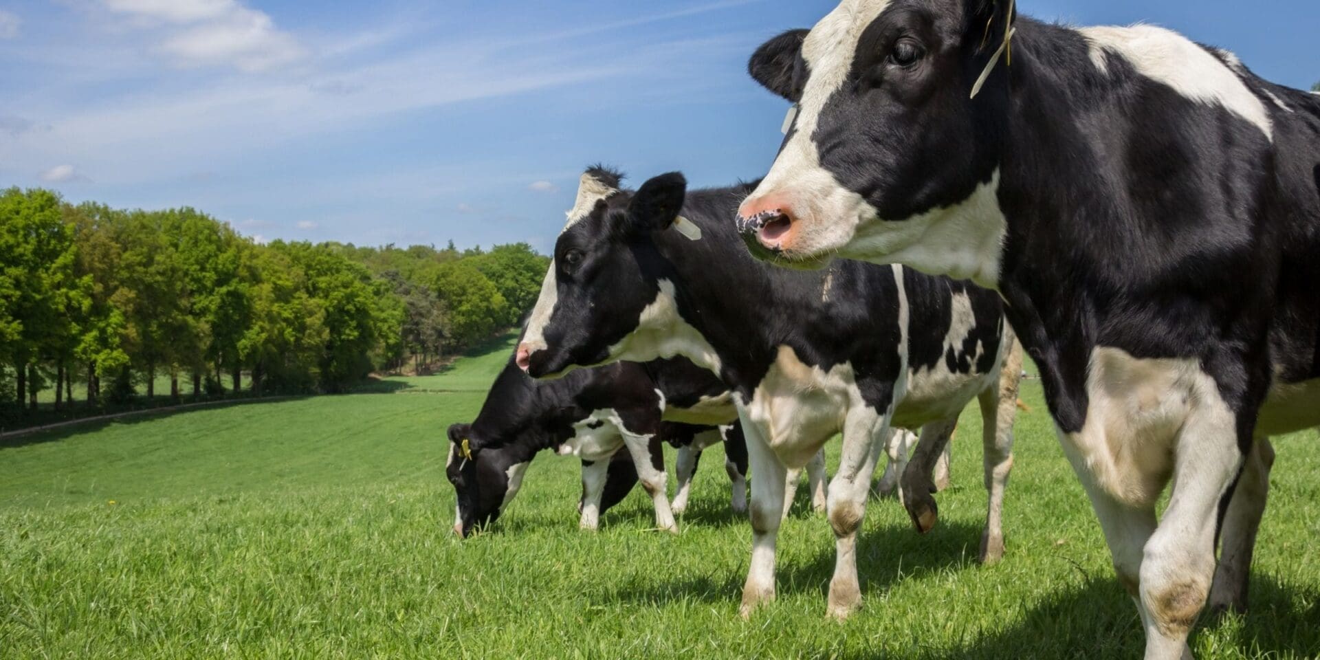 Vaches en nature au paturage