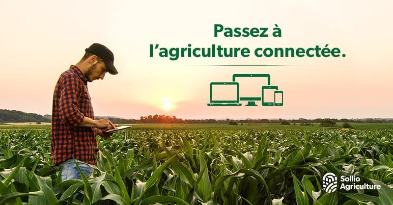 Homme dans un champ de maïs avec une tablette