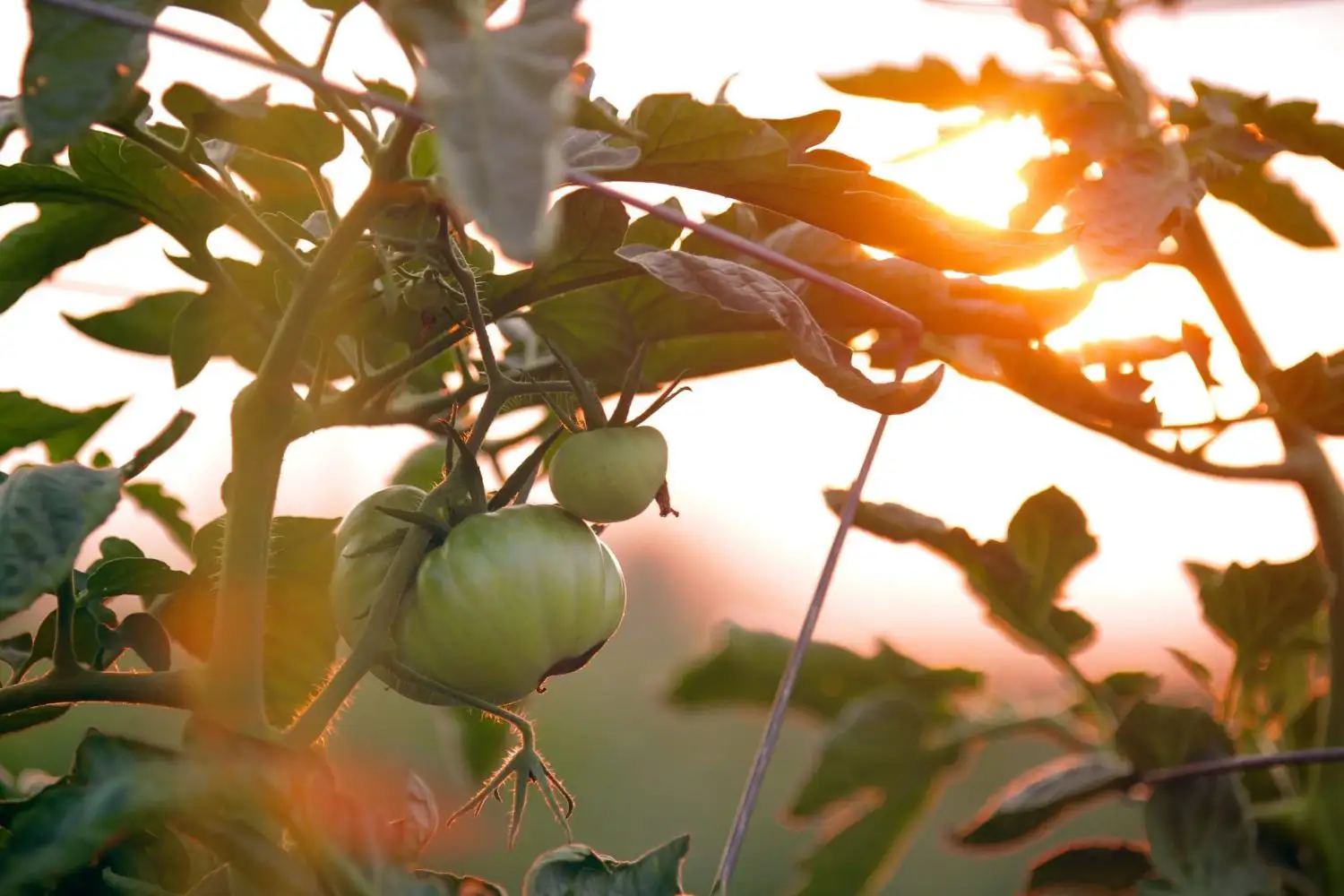 Vegetable Production