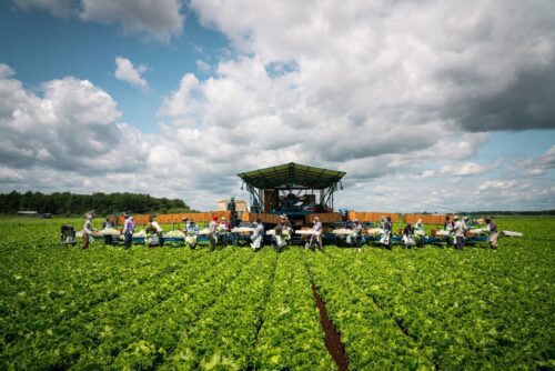 74_Image_Horticole_Basse resolution Uniag Cooperative - A local field of the cooperative