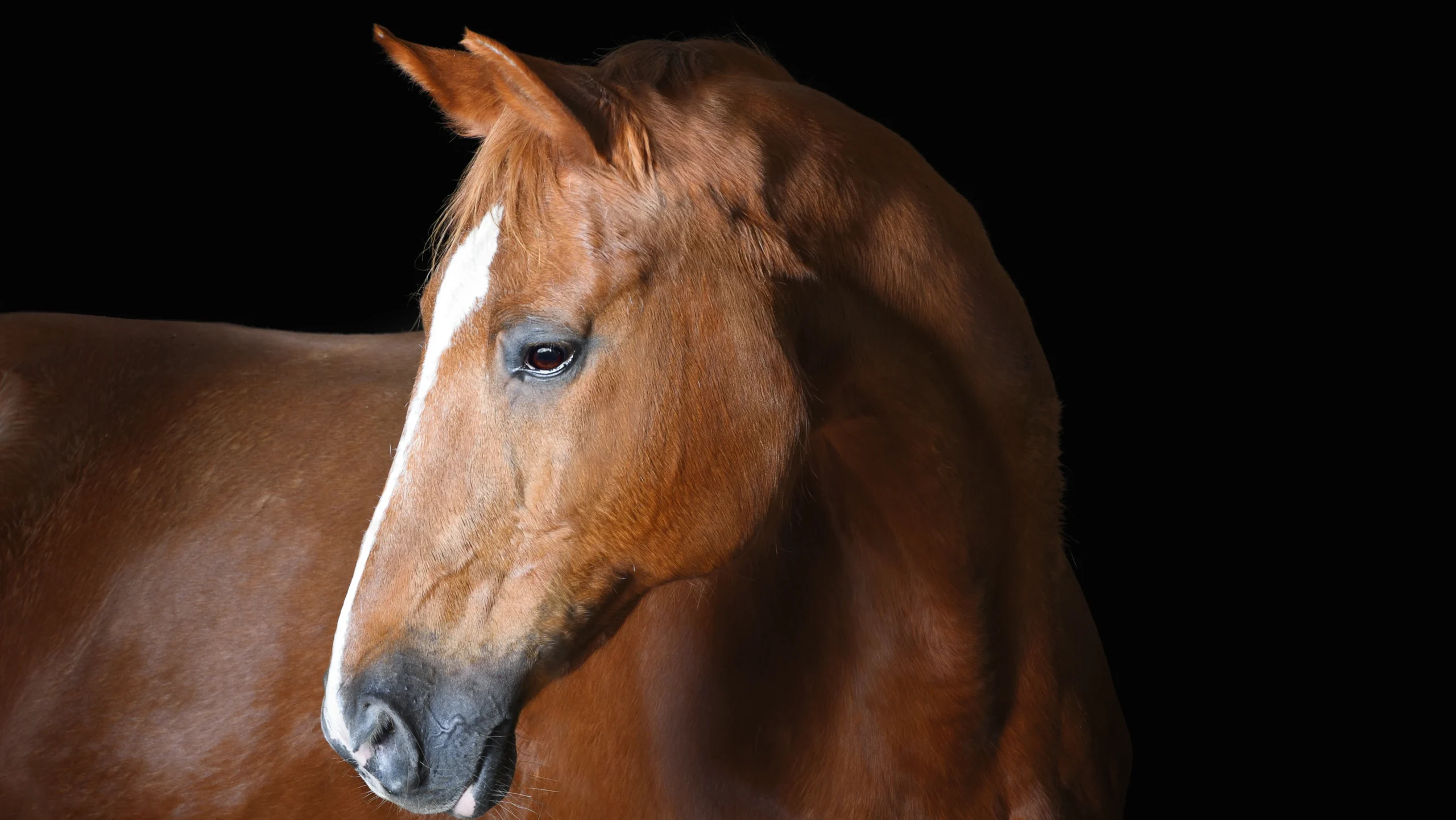 Equine Evening image