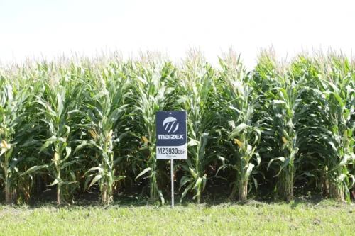 Champ de maïs au Québec | Corn field in Quebec – Uniag Coopérative / Cooperative in Quebec and Ontario