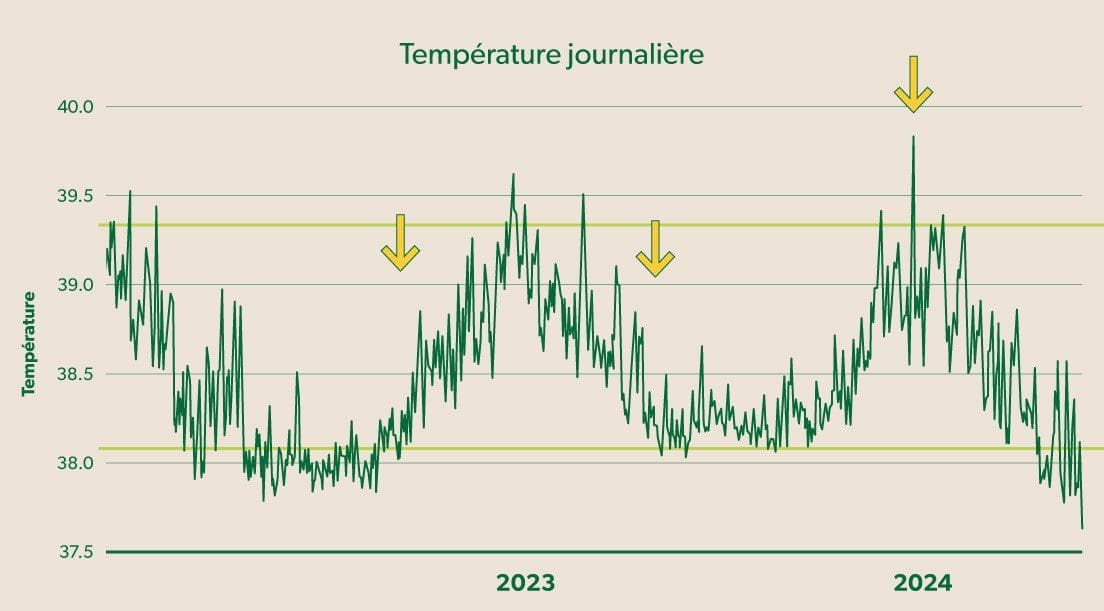 Graphique de la température journalière concernant le stress thermique chez les vaches en traite robotisée