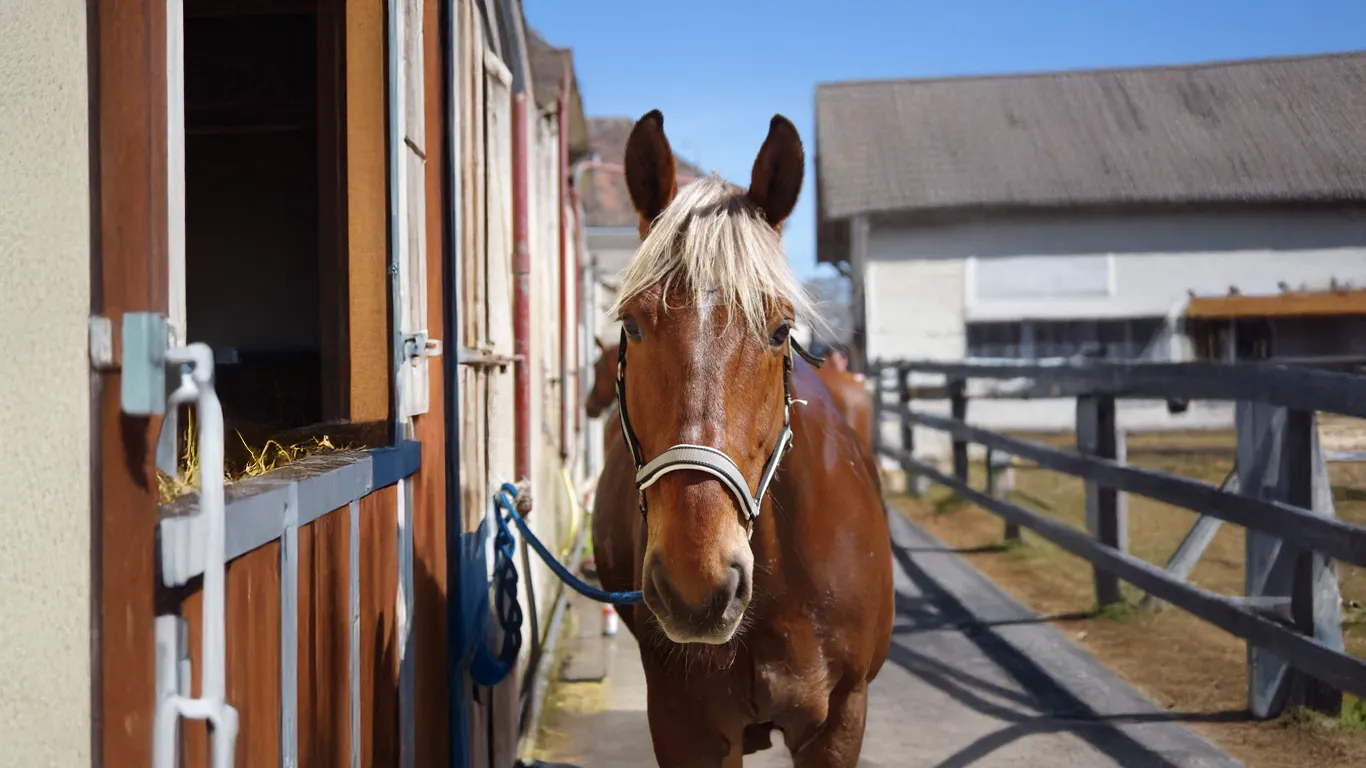 The importance of horse nutrition image