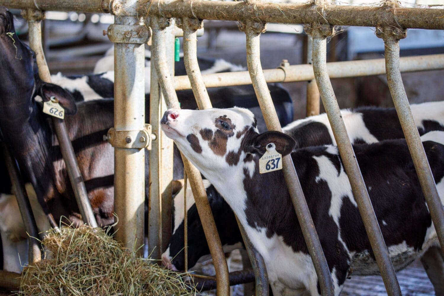 Secondary header image