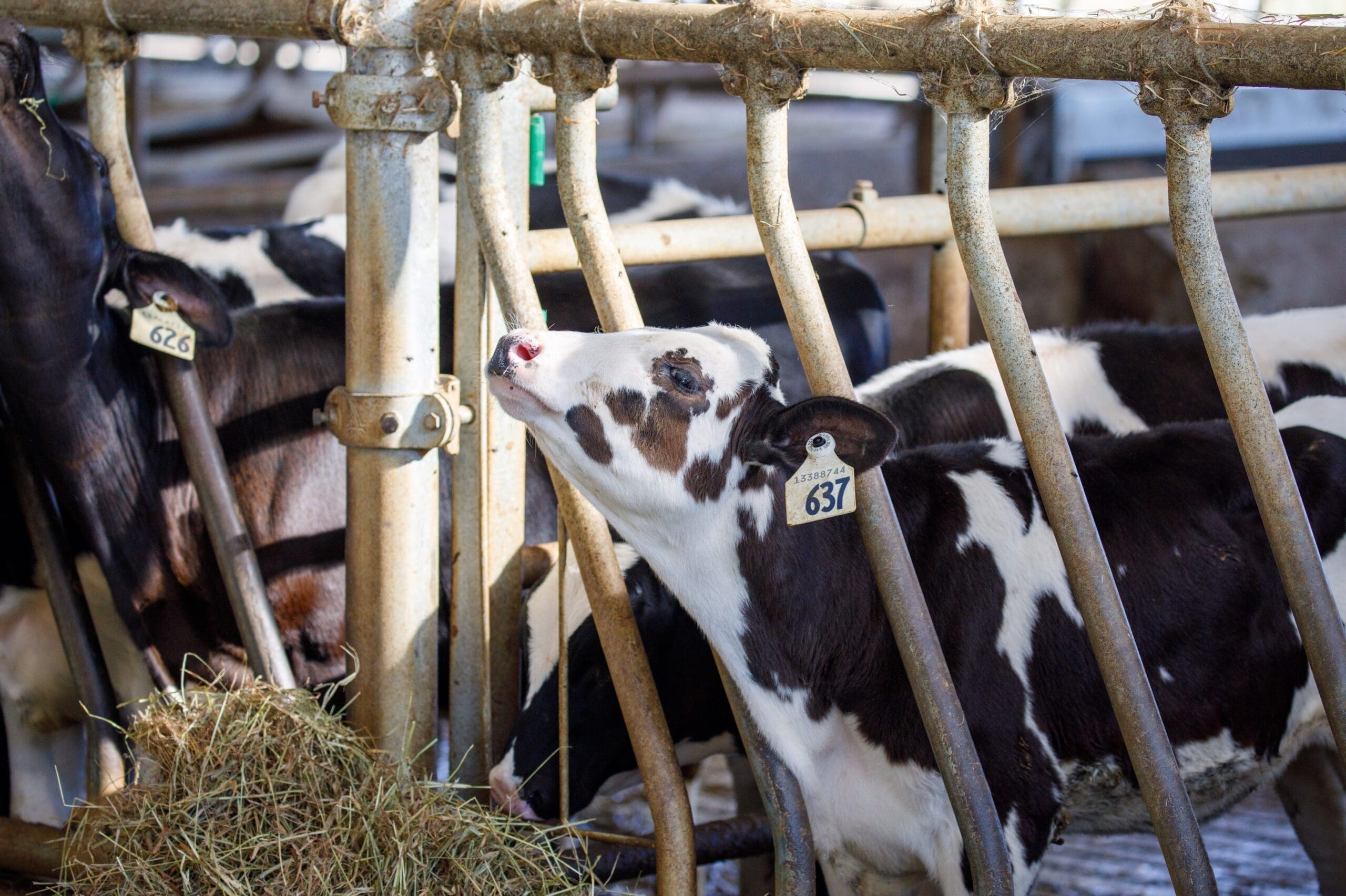 Uniag Webinar – Results of the Calf Audit (in English) image