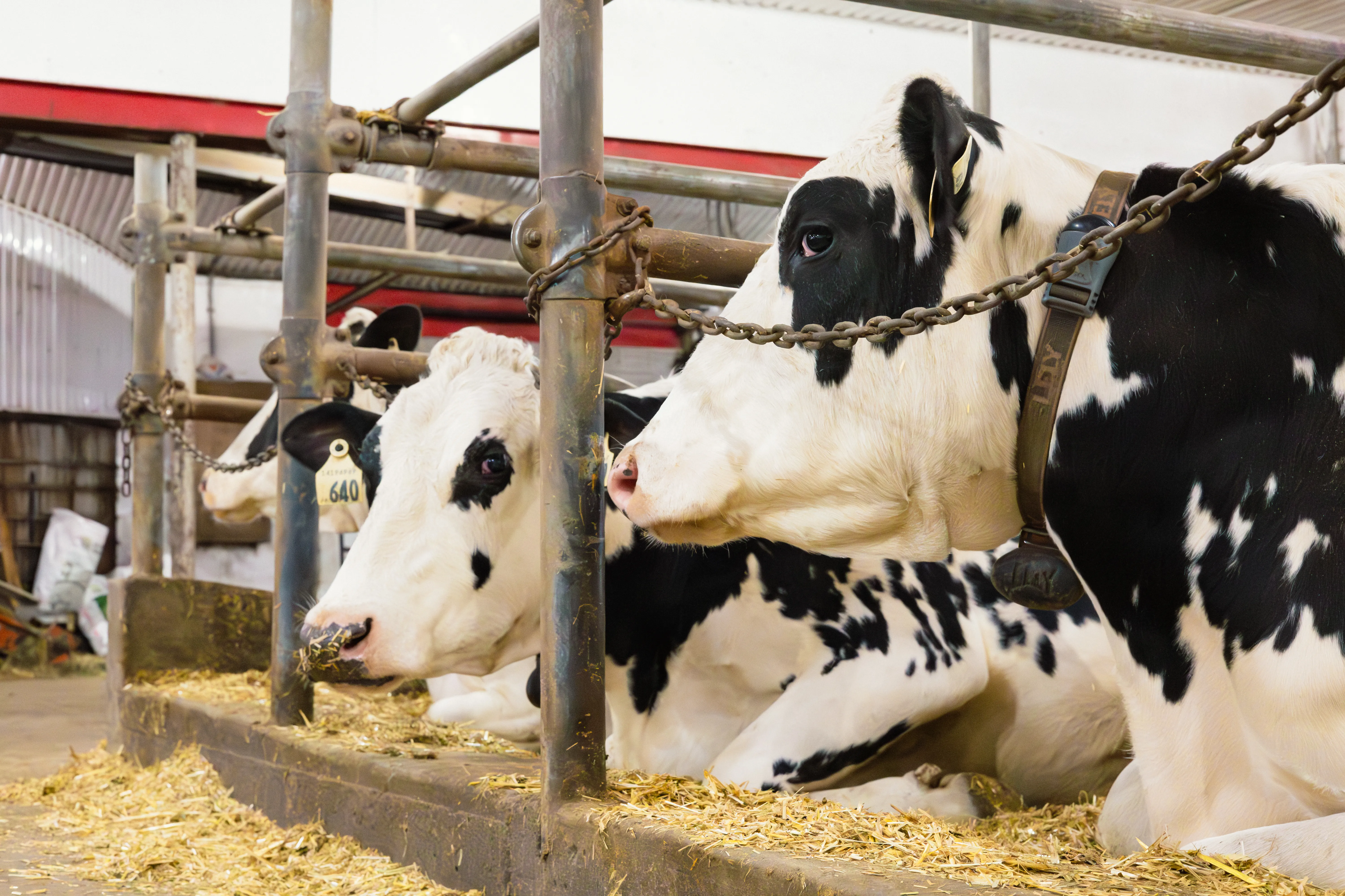Animal Production